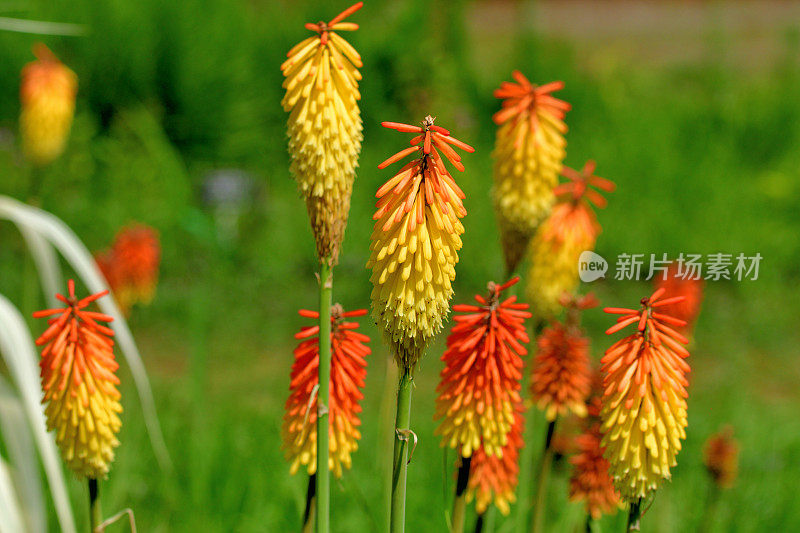 刺梨/火炬百合/三联花